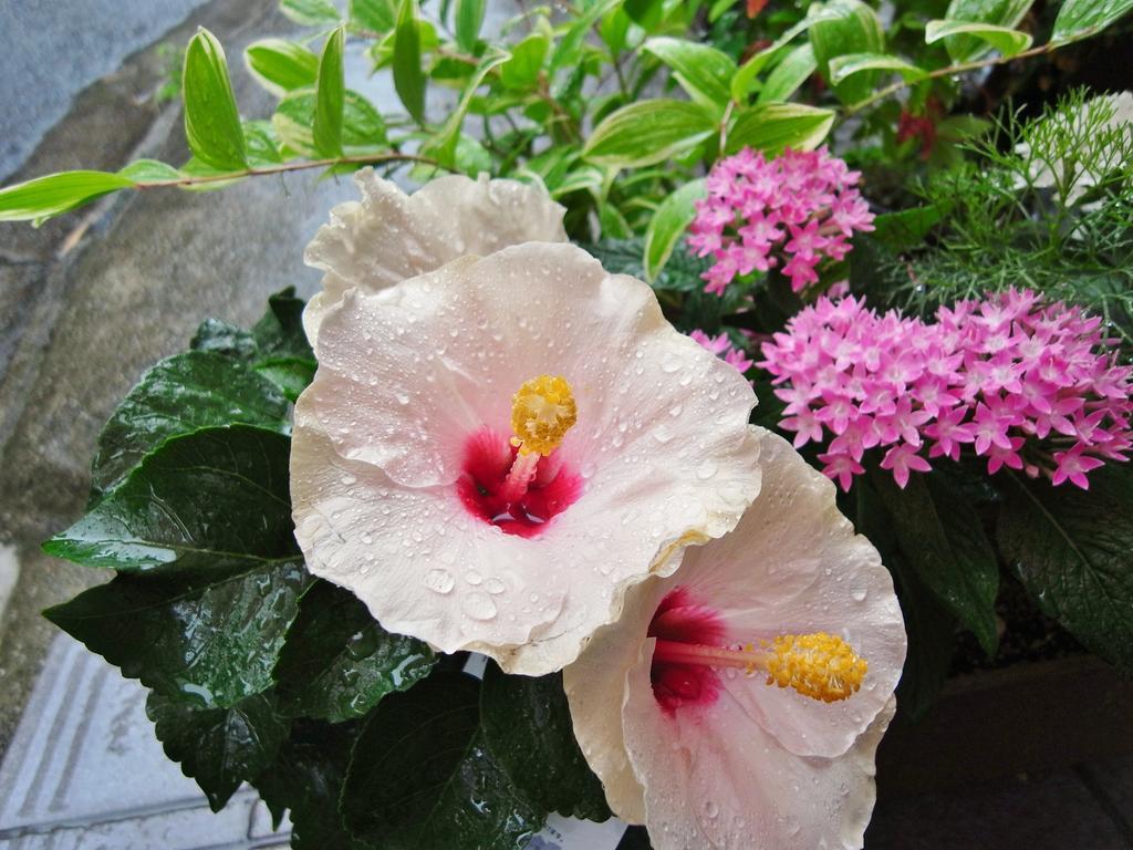 Guesthouse Engawa เกียวโต ภายนอก รูปภาพ